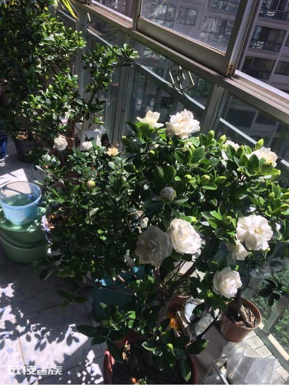 什么花喜欢啤酒浇花(3种花喜欢用啤酒浇灌)-图片5